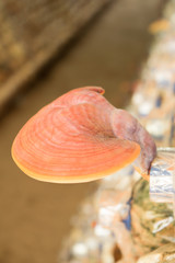 Lingzhi mushrooms in mushroom farm