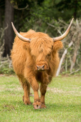 Highland Cattle