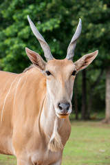 Obraz premium Common Eland