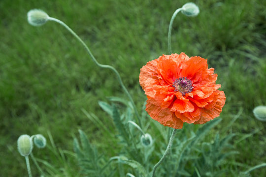 Fototapeta Summer background with big poppy flowers