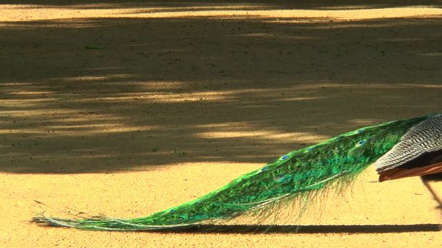 Close-up of a peacock who looks into the camera, and then goes out of the frame. sunny day