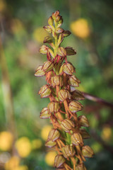 Wild Sicilian Orchid