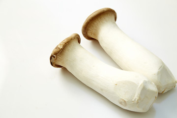 Fototapeta premium King oyster mushroom