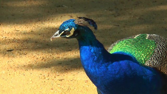 Close-up of a peacock. Clearly visible its feathers