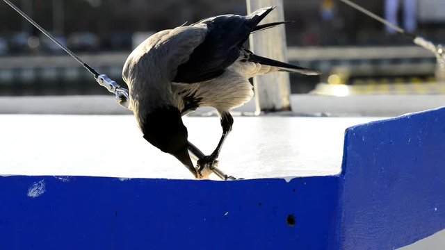Nebelkr&auml;he auf Fischkutter frisst Fisch