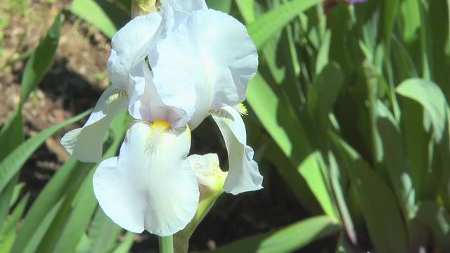 White iris plant. Close-up of a flower