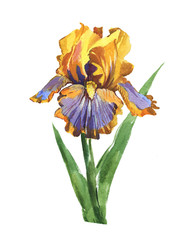 Watercolor flower of iris