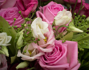 Closeup picture of beautiful pink and white roses. Lovely flowers for people in love or just friends. Picture for post card.