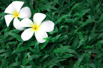 plumeria flowers, plumeria on green grass background