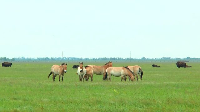 Przewalski's horses in the steppe. In the background you can see the black bison