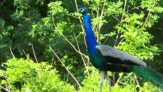 Peacock on a green tree in the forest background