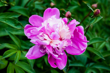Beautiful pink peony large lonely