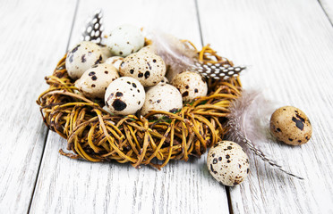 Fototapeta na wymiar quail eggs in nest