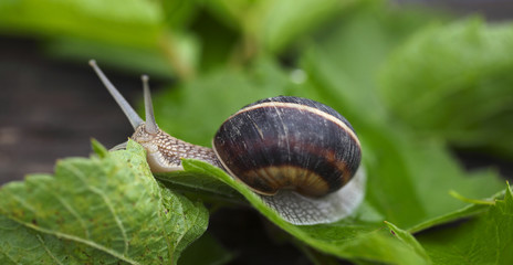edible Helix pomatia