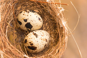 Naklejka na ściany i meble quail eggs in a nest close-up