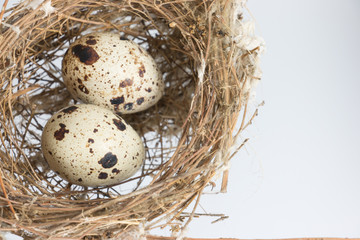 Obraz premium quail eggs in a nest close-up