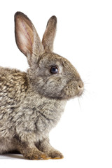 rabbit on a white background