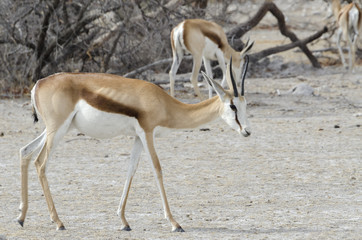 Antilope