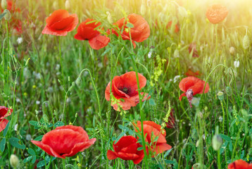 Obraz premium Field of red poppies in bright sunlight