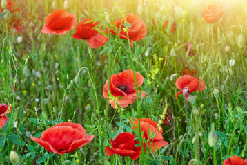 Field of red poppies in bright sunlight
