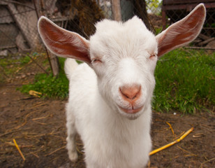 Obraz premium smiling happy goat