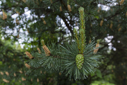 green pine cones on the tree