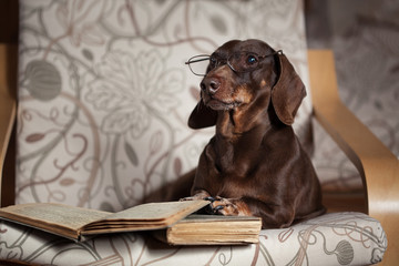 Такса лежит в кресле с книгами