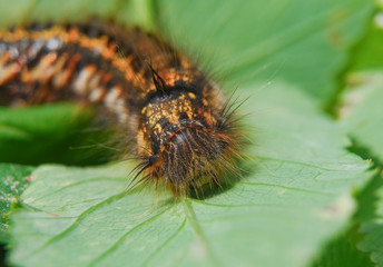 The larva of lasiocampidae herbal (Drinker Euthrix potatoria)