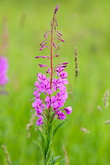 Fototapeta premium Blooming fireweed (Epilobium angustifolium)
