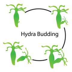 hydra budding