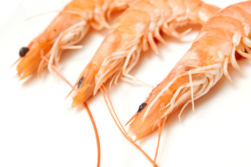 crevettes sur fond blanc