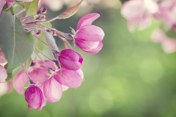 Fototapeta na wymiar Close up of Apple Blossoms