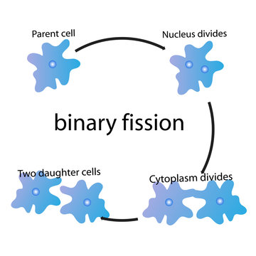 binary fission