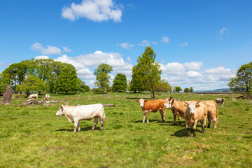 Fototapeta na wymiar Cattle in a pasture in summer