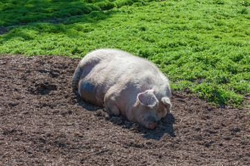 Sleeping pig in the mud in the pasture