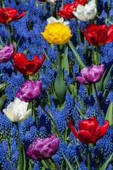 Fototapeta na wymiar Garden with tulips and muscari flowers