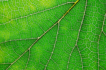 Texture of green leaf and veins