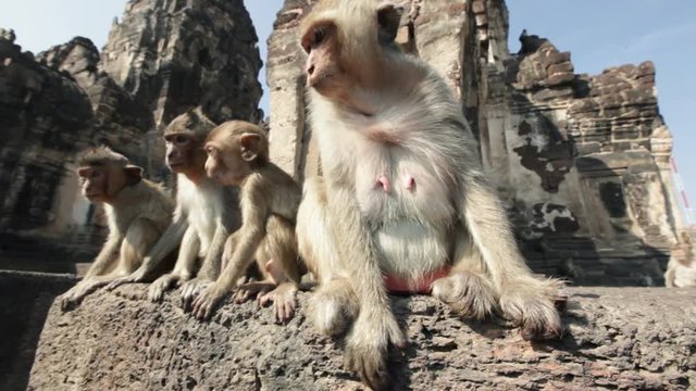 Lopburi city in Thailand, thousands of macaque monkeys live in freedom.
During the monkey festival, in the temple Phra Prang Sam Yod, a female and babies watch other community members 
