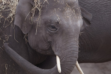 Elephant, closeup