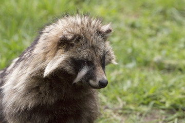 raccoon, headshot