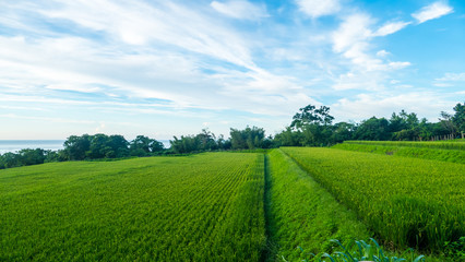 Fototapeta na wymiar Close up of green paddy rice. Green ear of rice in paddy rice fi