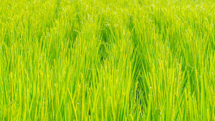 Close up of green paddy rice. Green ear of rice in paddy rice fi
