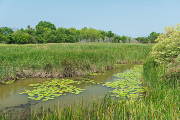 Scenic of swamps in national park