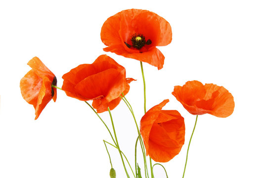 coquelicots sur fond blanc