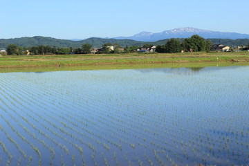 田植えを終えた水田