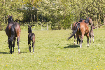 Three horses and two foals running away
