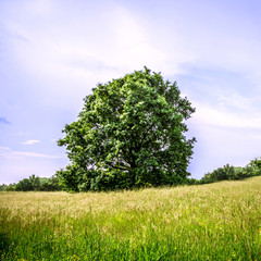 Fototapeta na wymiar Summer landscape with green tree