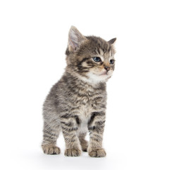 Obraz premium Cute tabby kitten on white background
