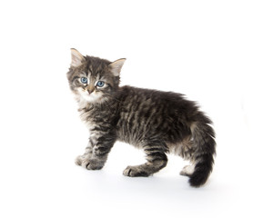 Fototapeta premium Cute tabby kitten on white