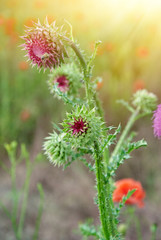 Close up of round spiky purple thistle bud